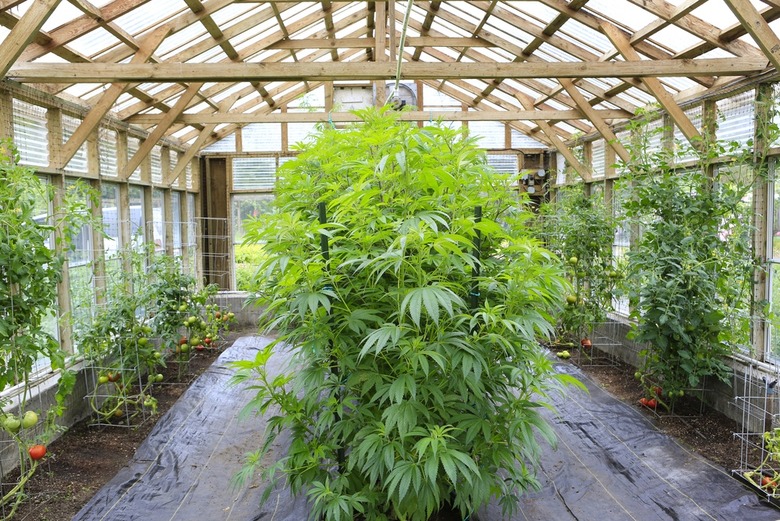 Mendocino County Creates Cannabis Appellations  
