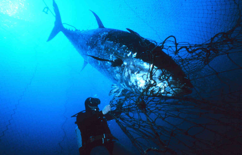 If we continue the path we're on, tuna will become even safer to eat.