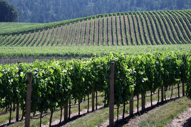 California wine vines