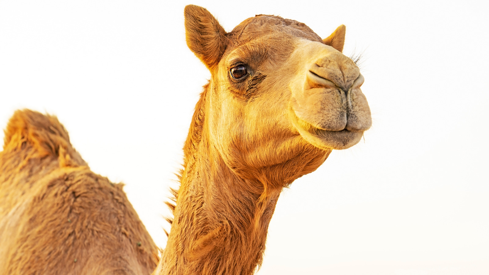Moroccan Camel Burgers Are A Uniquely Flavored Street Food Staple - Vimarsana News