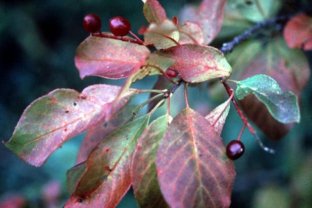 North Dakota: Chokecherry