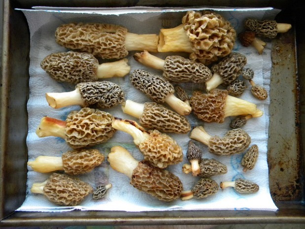 Minnesota: Morel Mushrooms