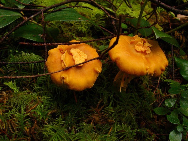 Oregon: Pacific Golden Chanterelle Mushroom