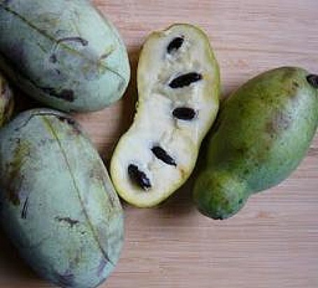 Ohio:  PawPaw
