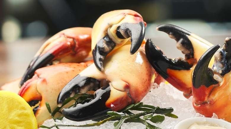 Stone crab claws at Truluck's