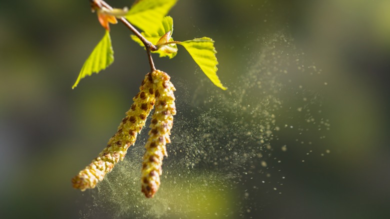 birch tree with flying pollen 