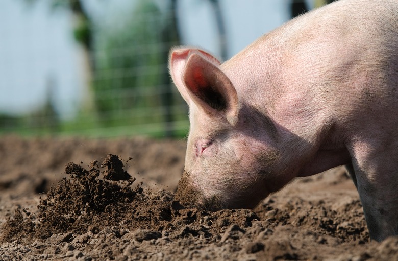 A pig rooting forward.