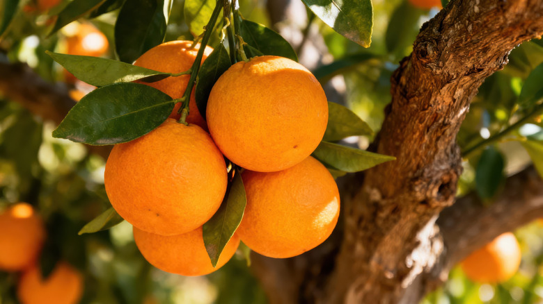 A bunch of ripe oranges hanging from an orange tree