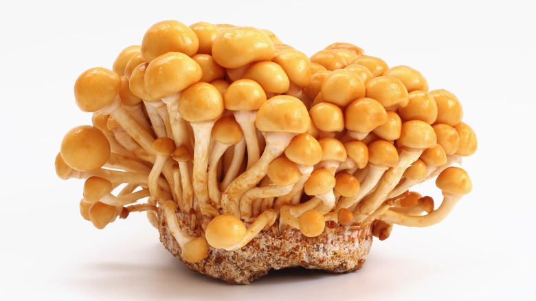 cluster of nameko mushrooms