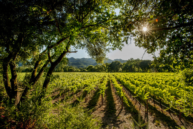 Gabe Sasso Napa Valley's Stags Leap District: Cabernet Sauvignon and More