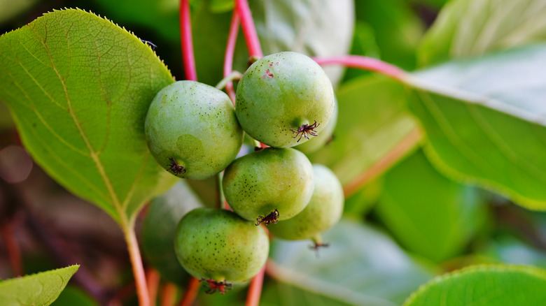 Nergi berries with leaves 
