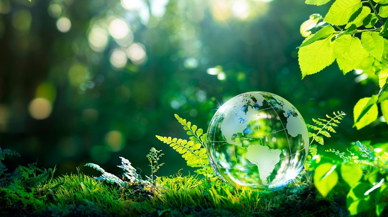 Glass globe on green moss 