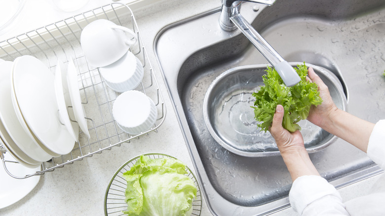 Hands washing lettuce in sink