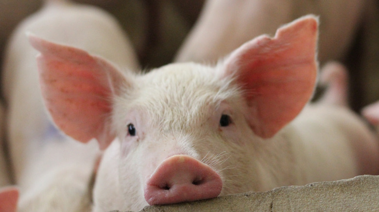 pig staring over wall 