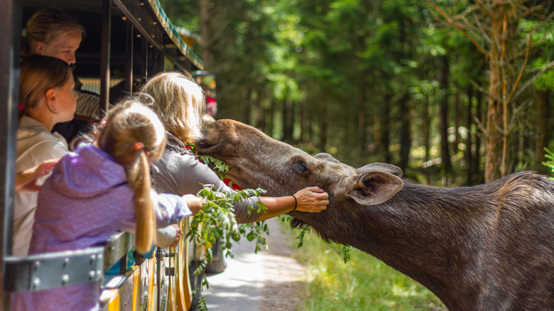 People petting a moose