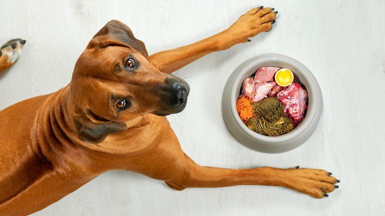 A dog enjoying a meal at Dogue