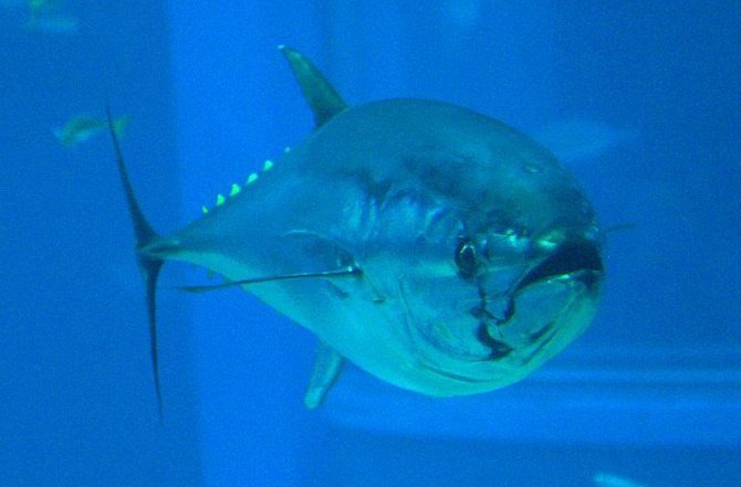 Pacific Fishing Nations Reach Agreement on Conservation of Critically Low Levels of Bluefin Tuna