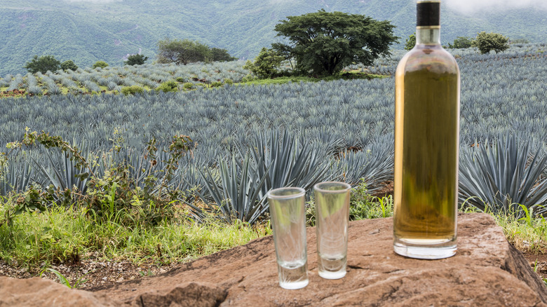 tequila bottle overlooking agave field
