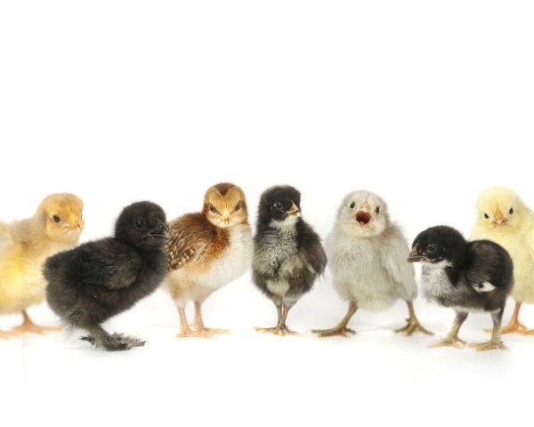 Perdue Eliminates Use of Antibiotics in Hatcheries