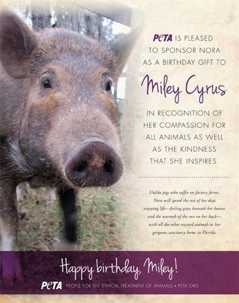 PETA Gifts Animal-Lover Miley Cyrus a Pig for Her 20th Birthday