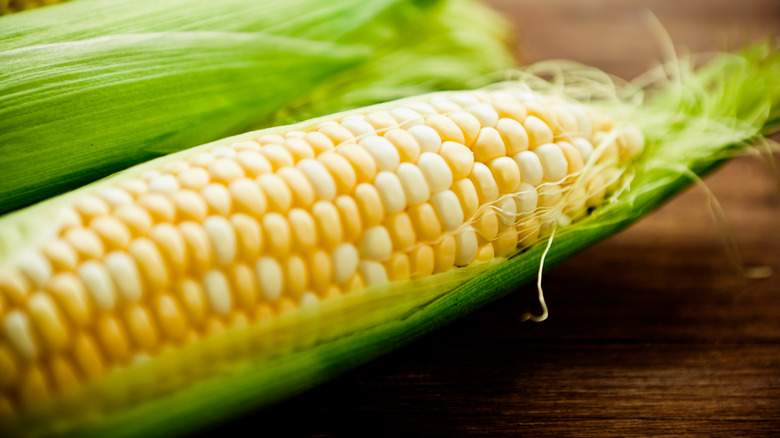 Half-opened ear of sweet yellow corn