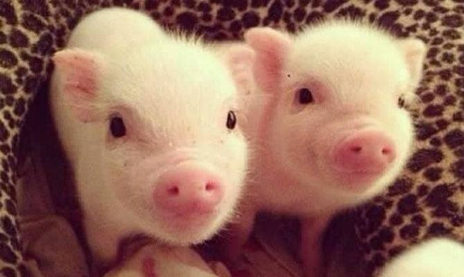 Piglets