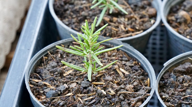 A young rosemary plant in a pot with woodchips
