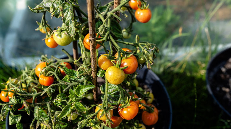 Close up of a tomato plant