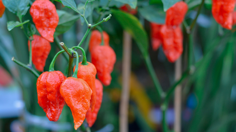 ghost peppers hanging on a vine