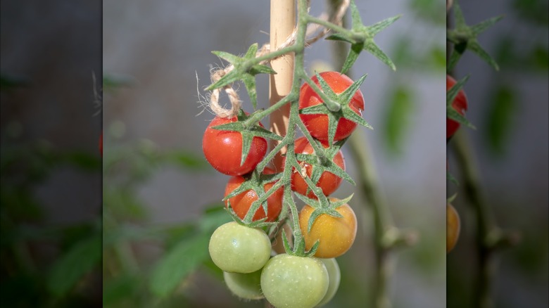 Tomatoes growing with wooden stake