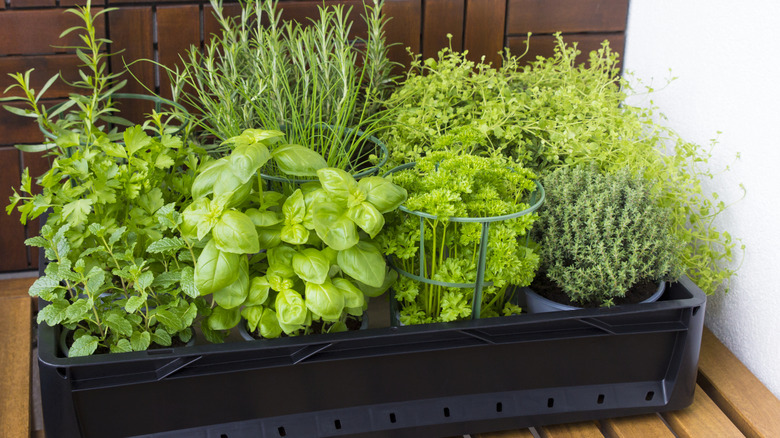 Herbs in a planter