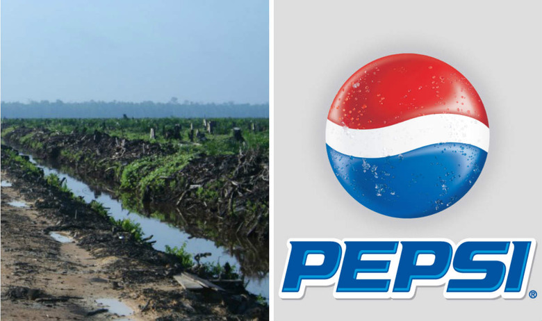 Pepsi is one of the few major companies whose policies on palm oil remain unclear or unchanged.