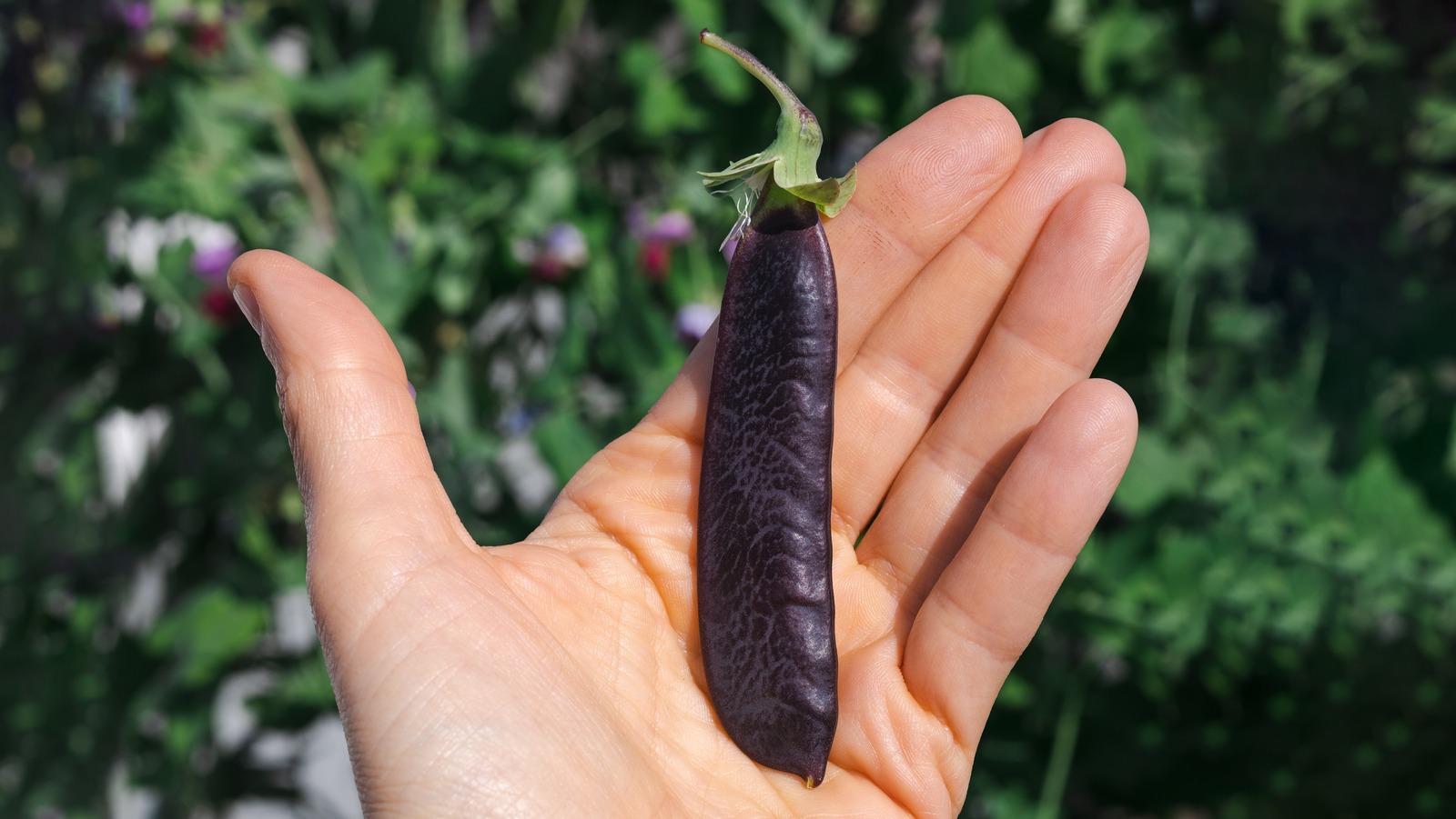 Purple Snow Peas Add A Vibrant Pop Of Color To Any Dish - Vimarsana News