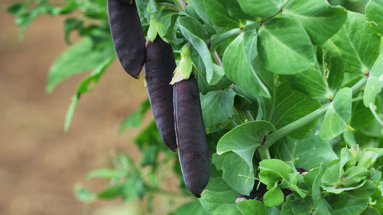 Purple snow peas 