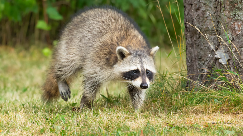 Racoon loping across a field