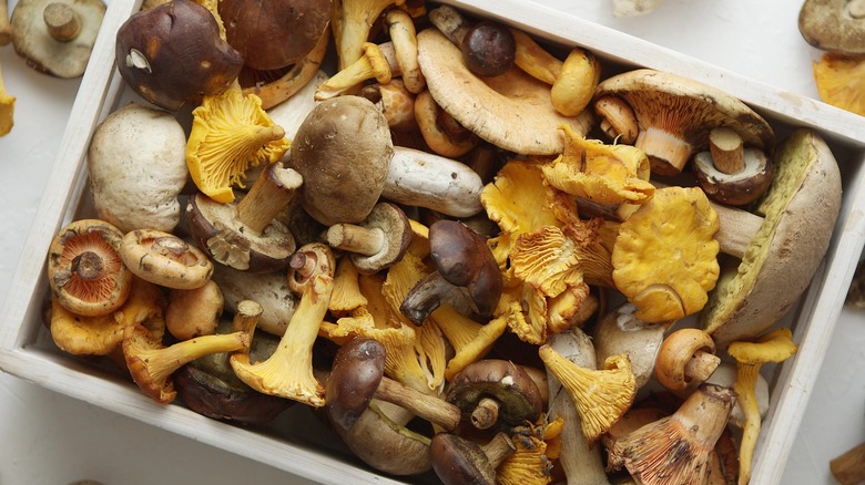 mixed wild mushrooms in box