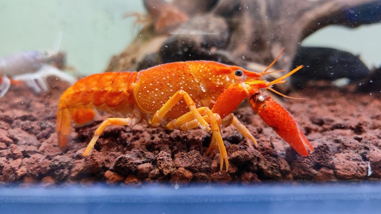An orange lobster resting on some rock in a fish tank