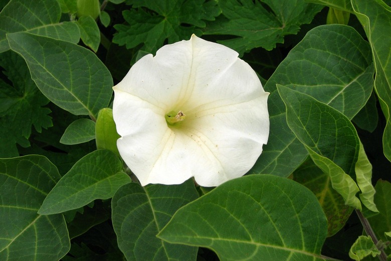 poisonous datura flower