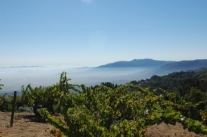 Ridge Vineyards: Uncompromising Quality