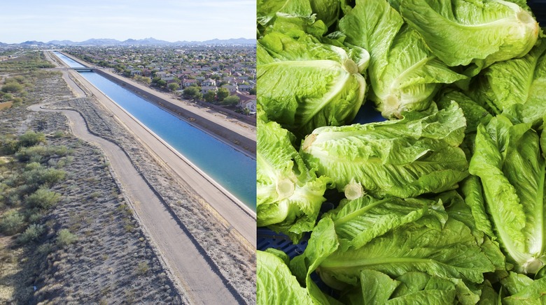 romaine lettuce canal