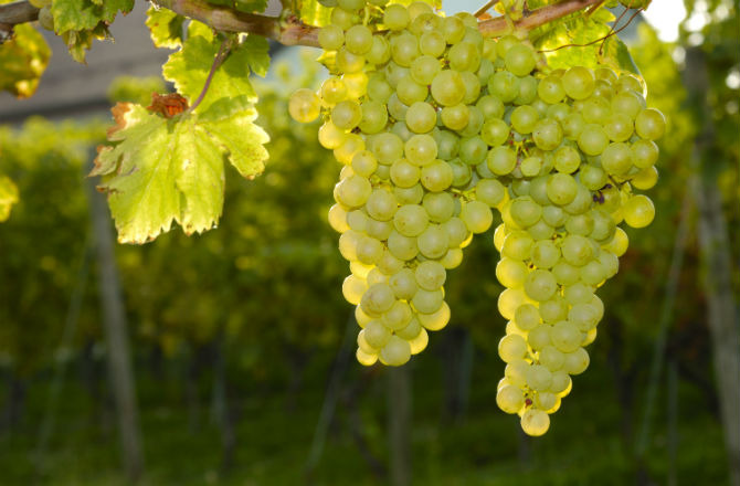 Sauvignon Blancs from Around the World