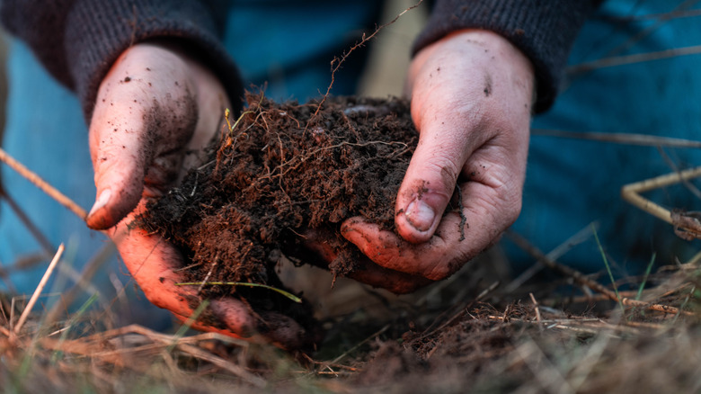 person holding soil