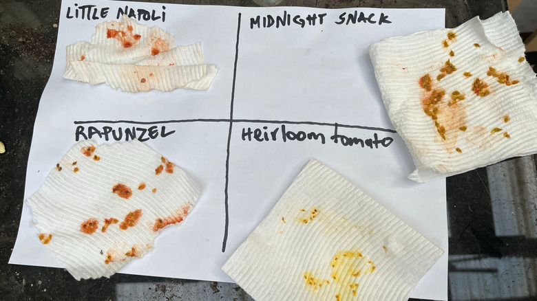 Tomato seeds saved on paper towels