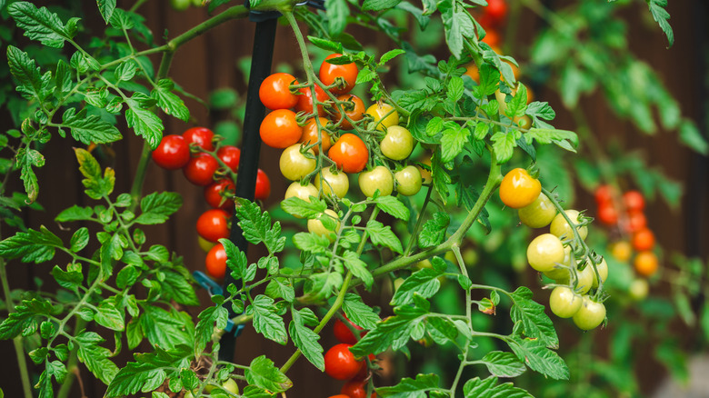 Tomatoes growing on a vine