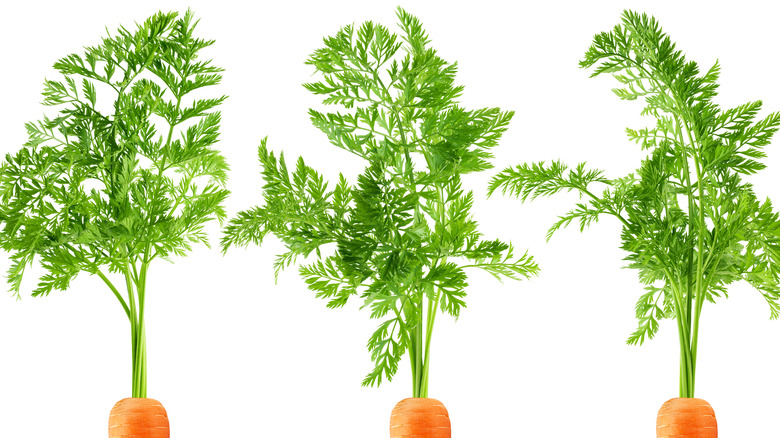 carrot tops against white background
