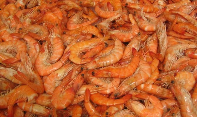 Pile of shrimp