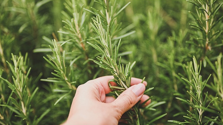 A hand picking a sprig of rosemary from a patch