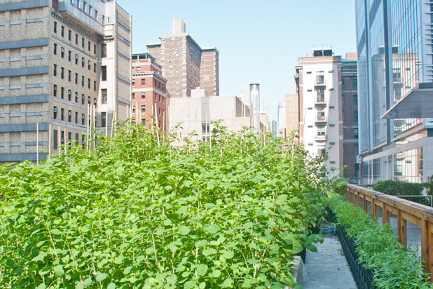 See What Farm to Table Looks Like in New York City (Slideshow)