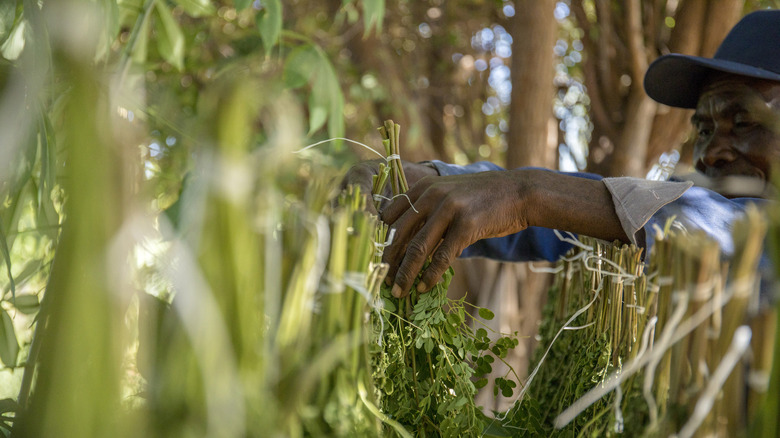 Senegalese man with moringa trees