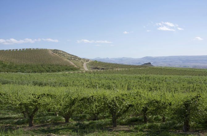 Serious (and Sometimes Successful) Wines from Idaho